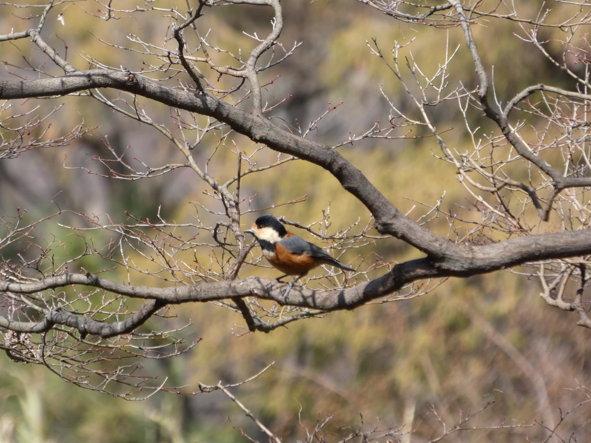 Sittiparus varius01